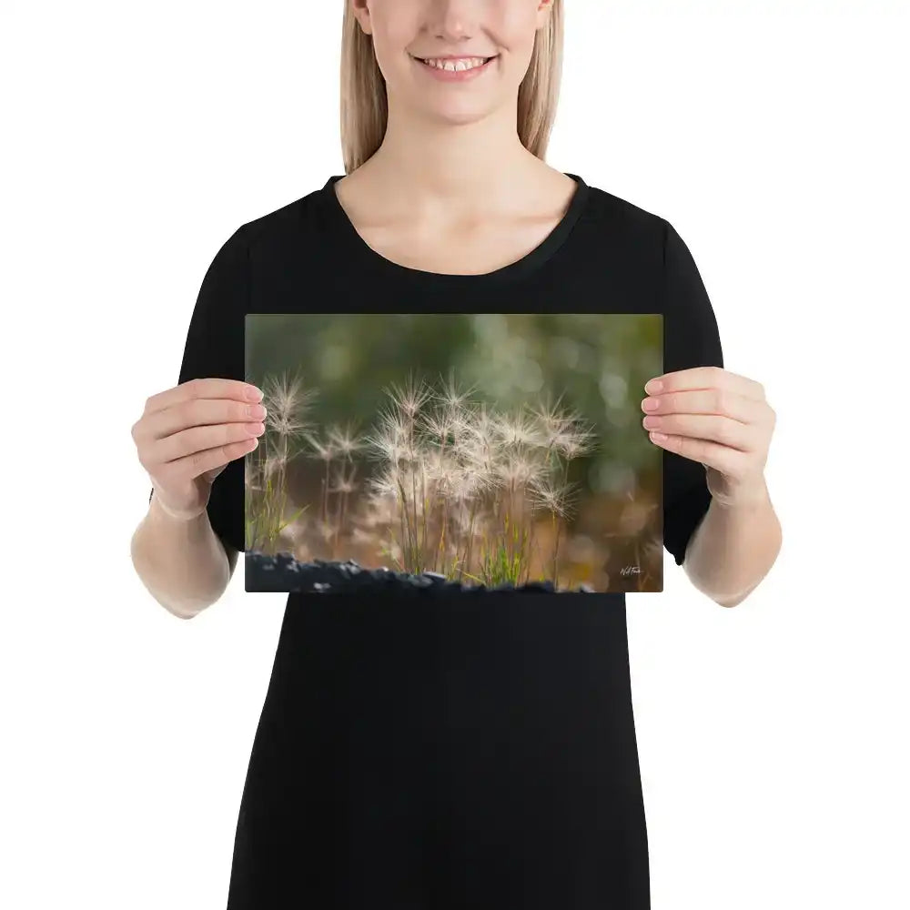 Woman holding canvas print with close-up dandelion seed heads and soft nature background