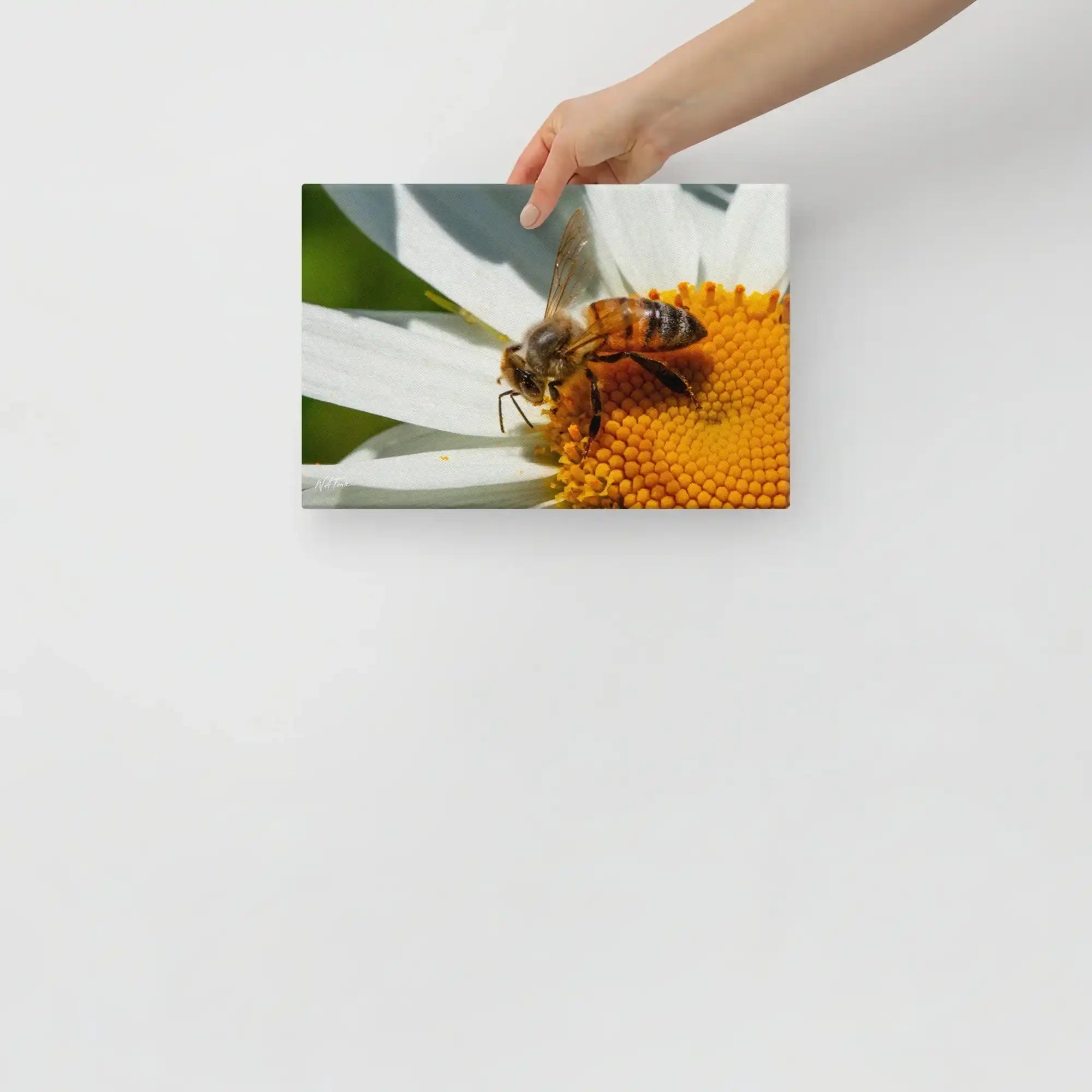 canvas print featuring close-up bee on daisy flower, held by hand, nature wall art decor