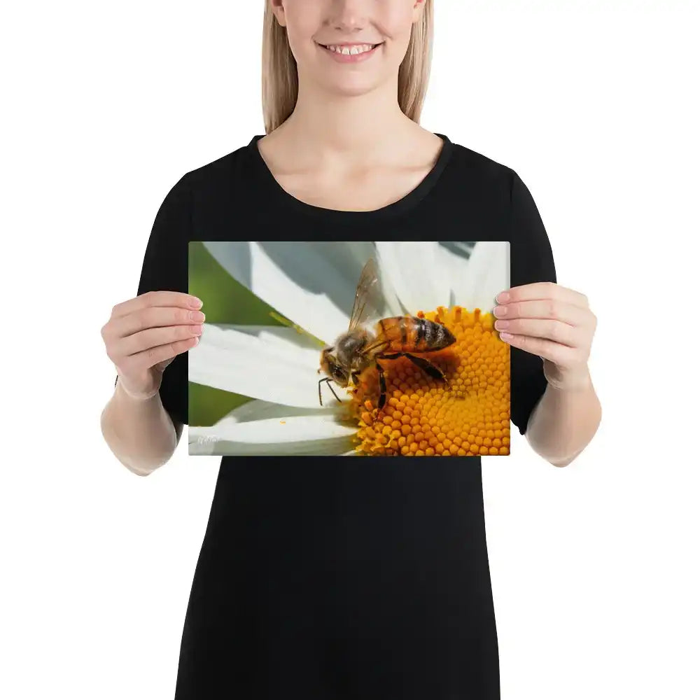 Woman holding canvas print of a honey bee on a white daisy flower, macro nature photography