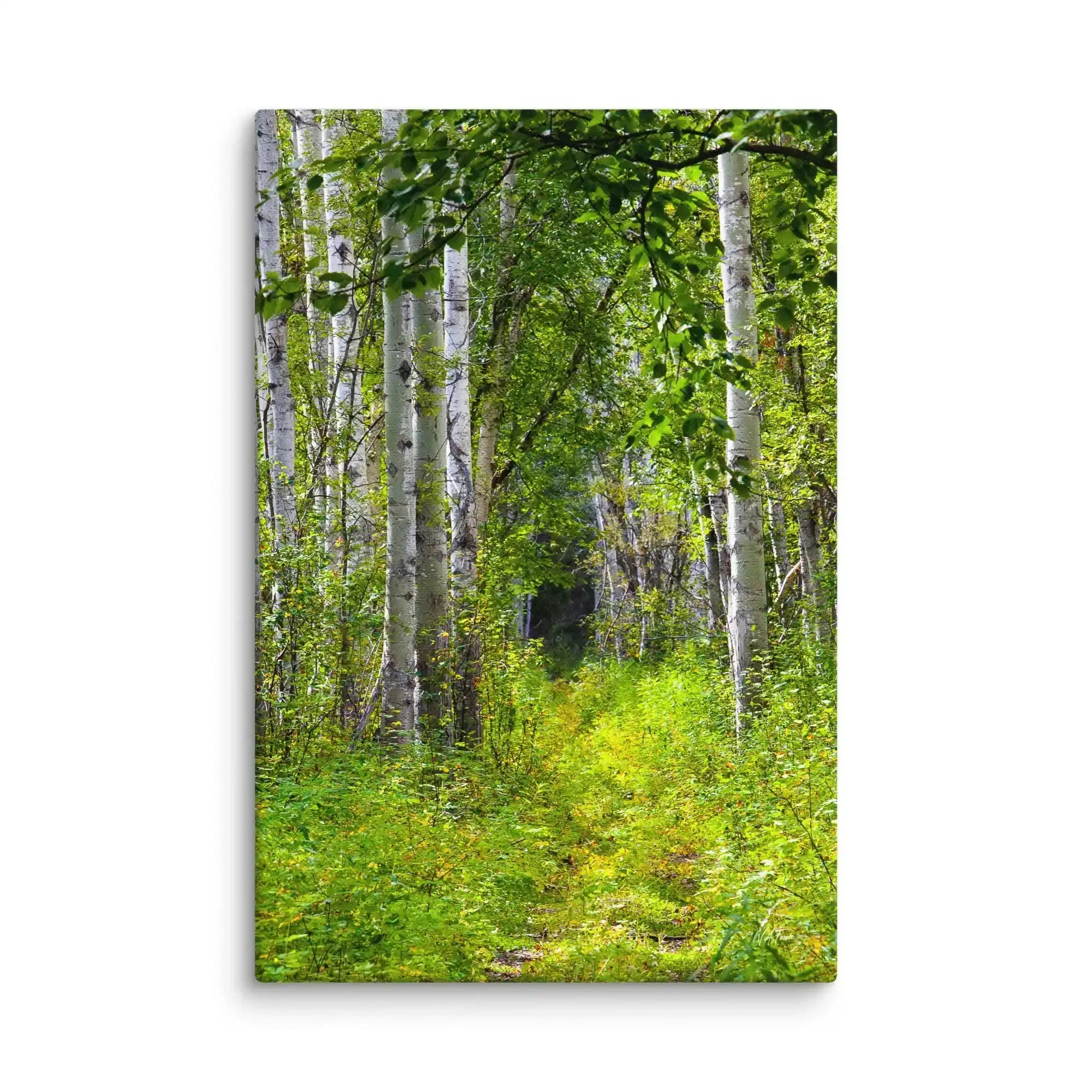 Canvas print of a lush green forest path with tall birch trees and dense foliage