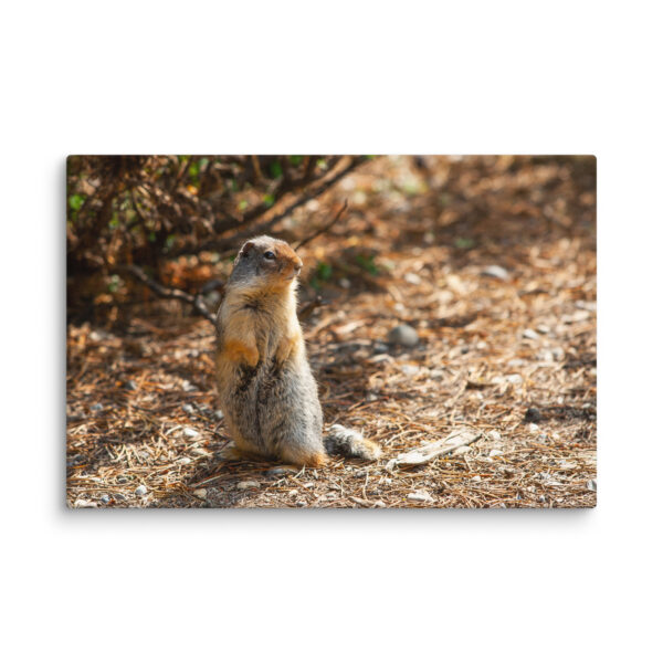 Curious Ground Squirrel Canvas Print – Golden Light Wildlife Wall Art