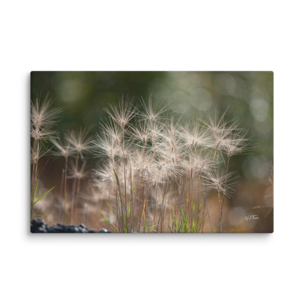 Golden Whispers: Sunlit Meadow Grass Canvas Wall Art