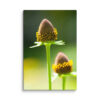 Blooming Coneflower Canvas Print – Macro Botanical Wall Art