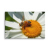 Honeybee Daisy Canvas Wall Art – Golden Garden Macro Gallery Wrap