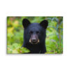 Black Bear Cub Canvas Wall Art – Curious Forest Portrait Gallery Wrap