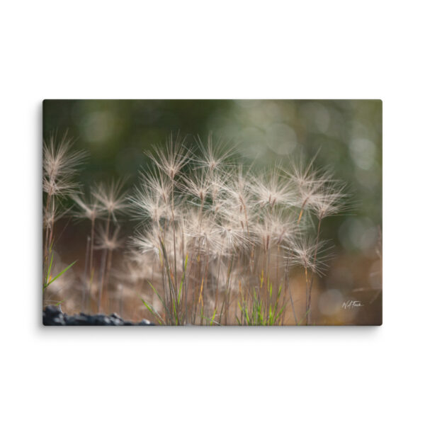 canvas-in-16x24-wall-6a839860d0701.jpg Backlit Grass Canvas Wall Art – Golden Bokeh Botanical Gallery Wrap