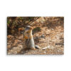 Curious Ground Squirrel Canvas Print – Golden Light Wildlife Wall Art