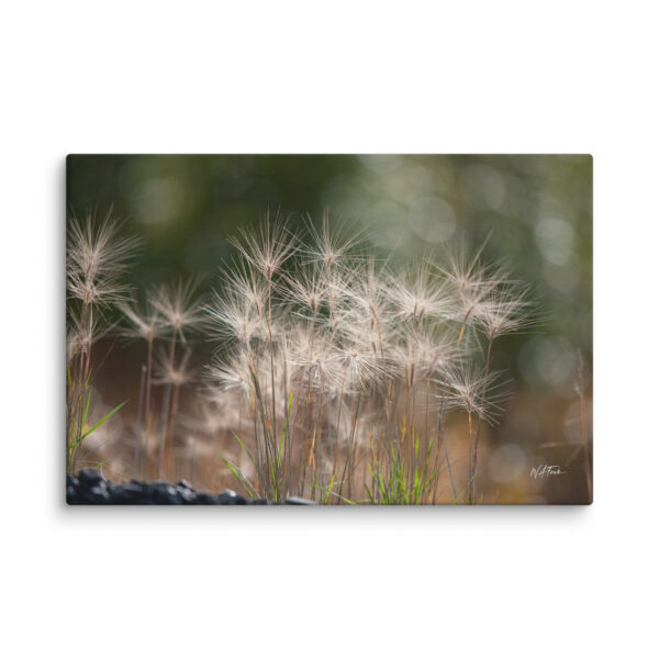 Golden Whispers: Sunlit Meadow Grass Canvas Wall Art