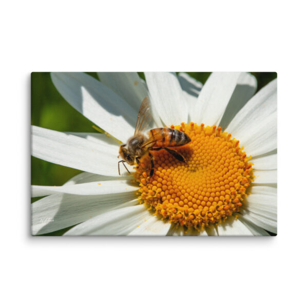 Honeybee Daisy Canvas Wall Art – Golden Garden Macro Gallery Wrap
