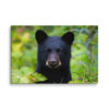 Black Bear Cub Canvas Wall Art – Curious Forest Portrait Gallery Wrap