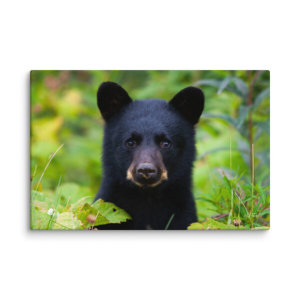 Black Bear Cub Canvas Wall Art – Curious Forest Portrait Gallery Wrap