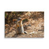 canvas-in-20x30-wall-6a8396d555ab8.jpg Ground Squirrel Canvas Wall Art – Curious Sentry Forest Gallery Wrap