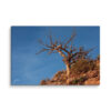 canvas-in-20x30-wall-6a839a1167720.jpg Desert Tree Canvas Wall Art – Weathered Red Rock Gallery Wrap