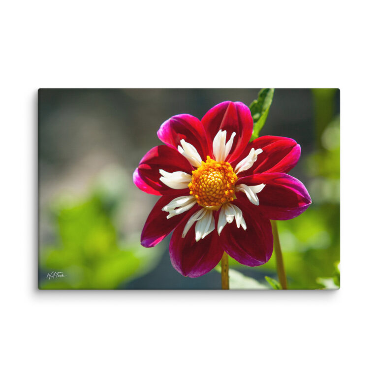 canvas-in-24x36-wall-6a810e58ed8df.jpg Crimson Crown – Collarette Dahlia Fine Art Photography Print