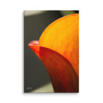 Golden Glow | Calla Lily Macro Canvas Art | Modern Floral Wall Decor | Botanical Photography by Bill Fowle