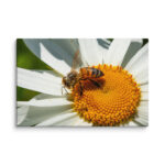 Honeybee on Daisy Canvas Art — Close-Up Nature Photography Gallery Wrap