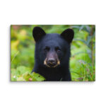 Baby Black Bear Wall Art — Wildlife Canvas Print, Nature Photography Decor, Forest & Nursery Gallery Wrap