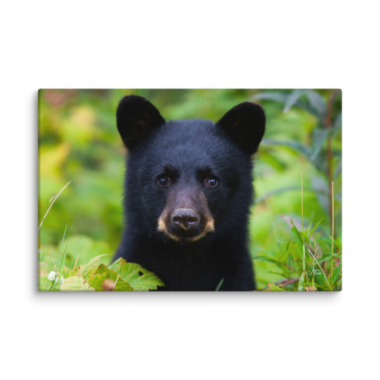 canvas-in-24x36-wall-6a81526ab88af.jpg Baby Black Bear Wall Art — Wildlife Canvas Print, Nature Photography Decor, Forest & Nursery Gallery Wrap
