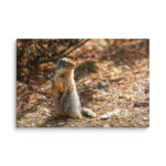 Curious Ground Squirrel Canvas Print – Golden Light Wildlife Wall Art