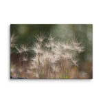 Golden Whispers: Sunlit Meadow Grass Canvas Wall Art