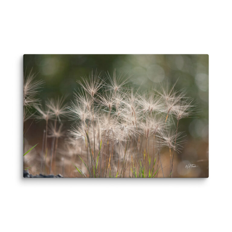 canvas-in-24x36-wall-6a815dd395a99.jpg Golden Whispers: Sunlit Meadow Grass Canvas Wall Art