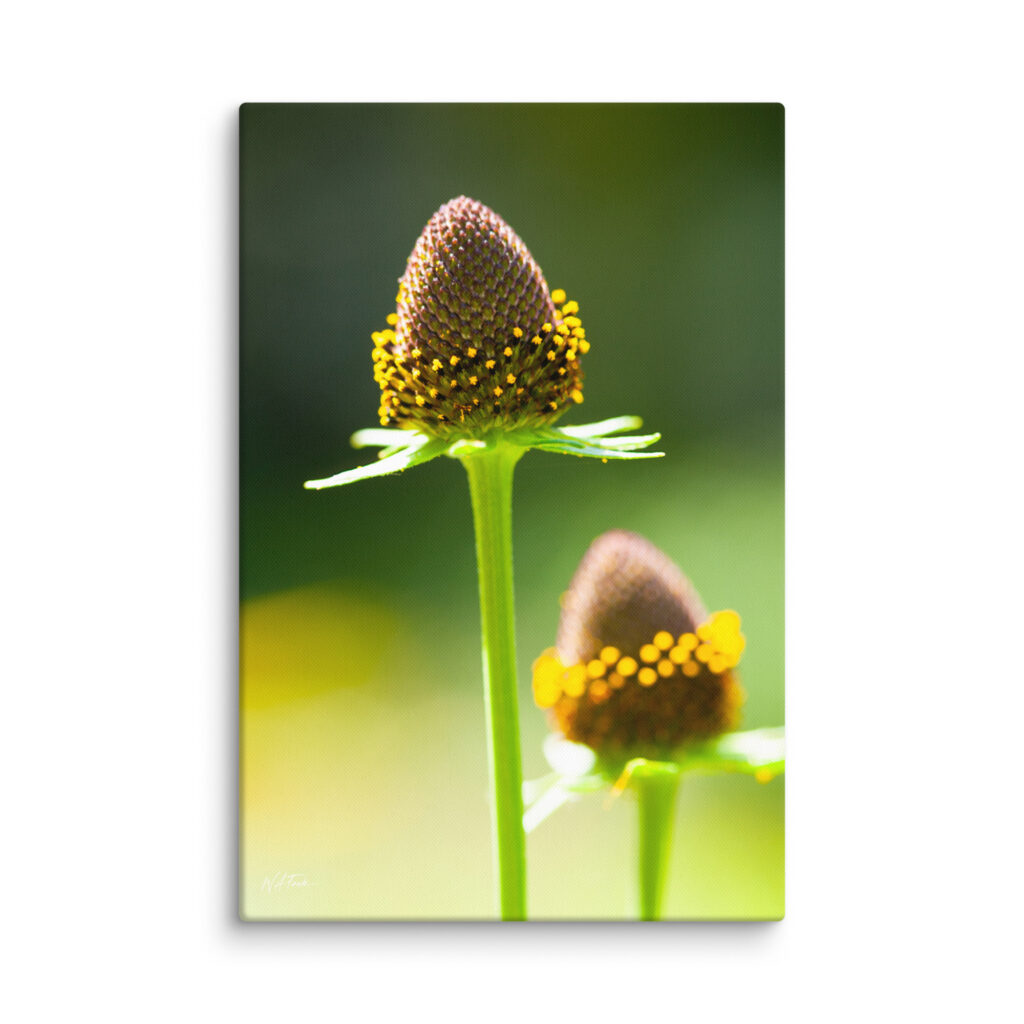 Blooming Coneflower Canvas Print – Macro Botanical Wall Art