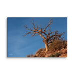 Twisted Desert Tree Canvas Print – Rocky Landscape Wall Art