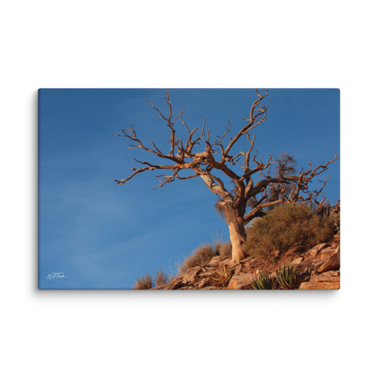 Twisted Desert Tree Canvas Print – Rocky Landscape Wall Art