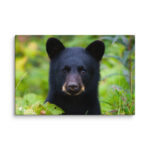 Black Bear Cub Canvas Wall Art – Curious Forest Portrait Gallery Wrap