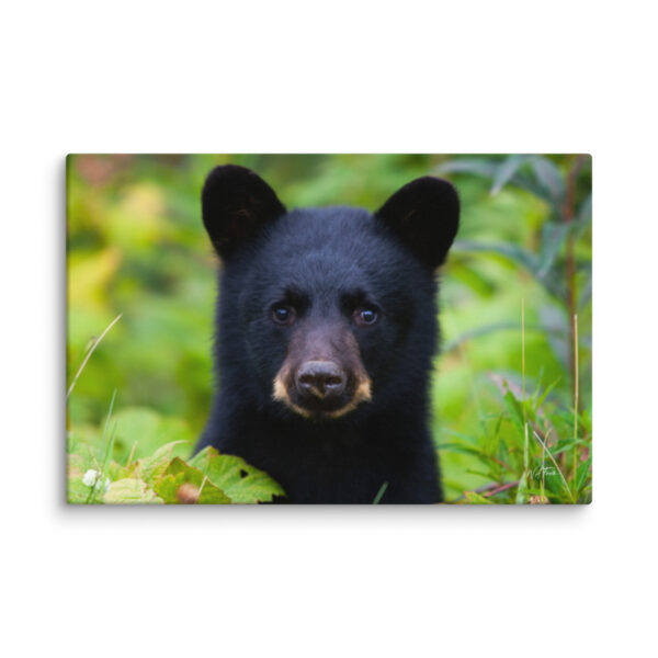 Black Bear Cub Canvas Wall Art – Curious Forest Portrait Gallery Wrap