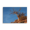 canvas-in-24x36-wall-6a839a1166db1.jpg Desert Tree Canvas Wall Art – Weathered Red Rock Gallery Wrap