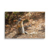 Curious Ground Squirrel Canvas Print – Golden Light Wildlife Wall Art