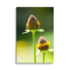 Blooming Coneflower Canvas Print – Macro Botanical Wall Art