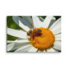Honeybee Daisy Canvas Wall Art – Golden Garden Macro Gallery Wrap