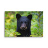 Black Bear Cub Canvas Wall Art – Curious Forest Portrait Gallery Wrap
