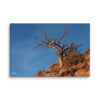 canvas-in-32x48-wall-6a839a116773f.jpg Desert Tree Canvas Wall Art – Weathered Red Rock Gallery Wrap