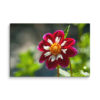 canvas-in-40x60-wall-6a810e58ee7e9.jpg Crimson Crown – Collarette Dahlia Fine Art Photography Print