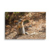 Curious Ground Squirrel Canvas Print – Golden Light Wildlife Wall Art
