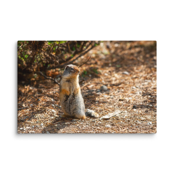 Curious Ground Squirrel Canvas Print – Golden Light Wildlife Wall Art