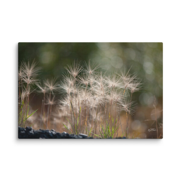 Golden Whispers: Sunlit Meadow Grass Canvas Wall Art