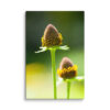 Blooming Coneflower Canvas Print – Macro Botanical Wall Art