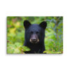 Black Bear Cub Canvas Wall Art – Curious Forest Portrait Gallery Wrap