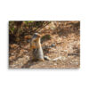 canvas-in-40x60-wall-6a8396d555af1.jpg Ground Squirrel Canvas Wall Art – Curious Sentry Forest Gallery Wrap