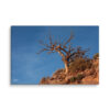 canvas-in-40x60-wall-6a839a116775c.jpg Desert Tree Canvas Wall Art – Weathered Red Rock Gallery Wrap